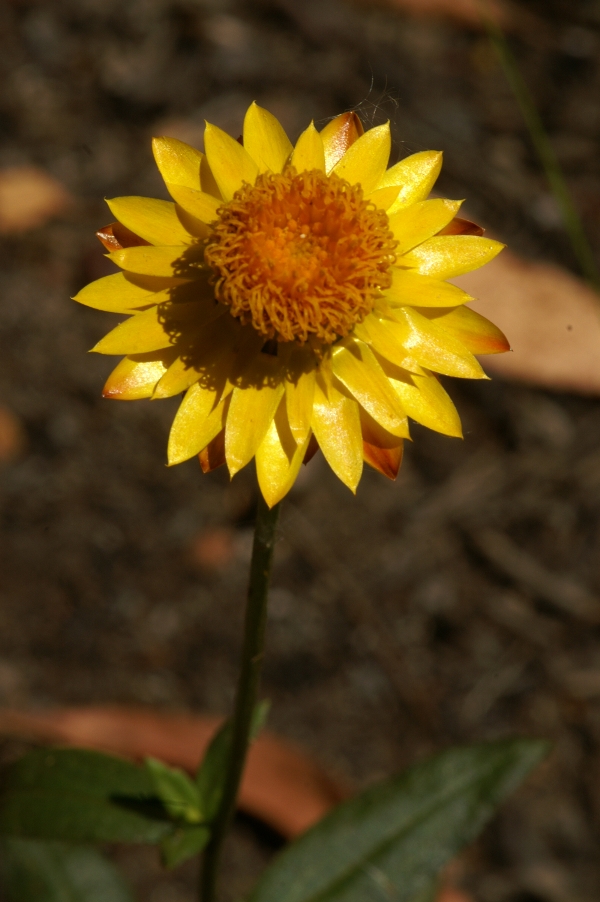 Xerochrysum bracteatum